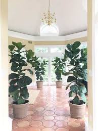 Fiddle Leaf Fig