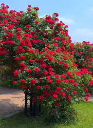 Rose Plant